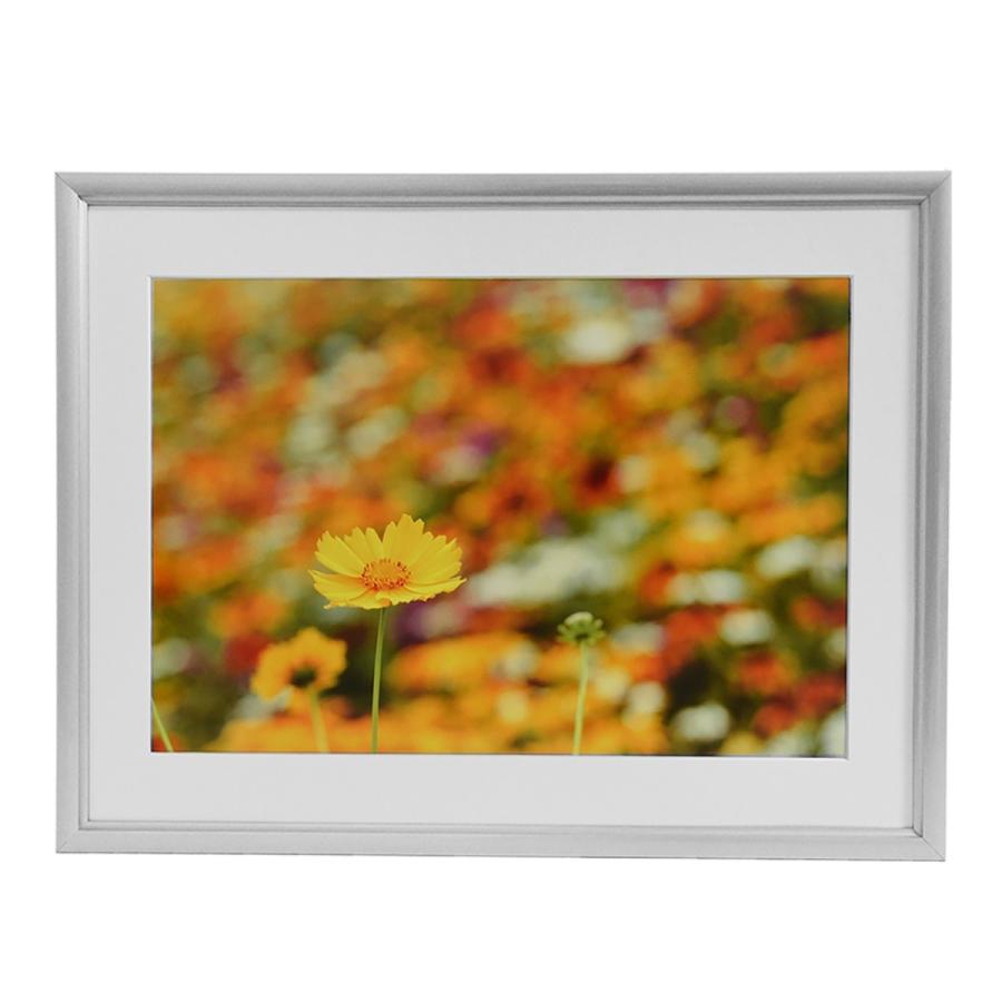 富士アルミ写真額全紙 富士アルミ写真額全紙 お取り寄せ フジカラー