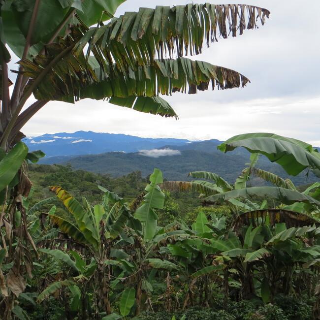 マウントハーゲン デカフェ コーヒー オーガニック ノンカフェイン インスタント コーヒー 高級 有機 100g×3本セット | MOUNT HAGEN | 11