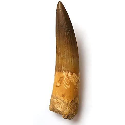 TOKYO SCIENCE スピノサウルスの歯 化石（獣脚類）約40mm 白亜紀前期