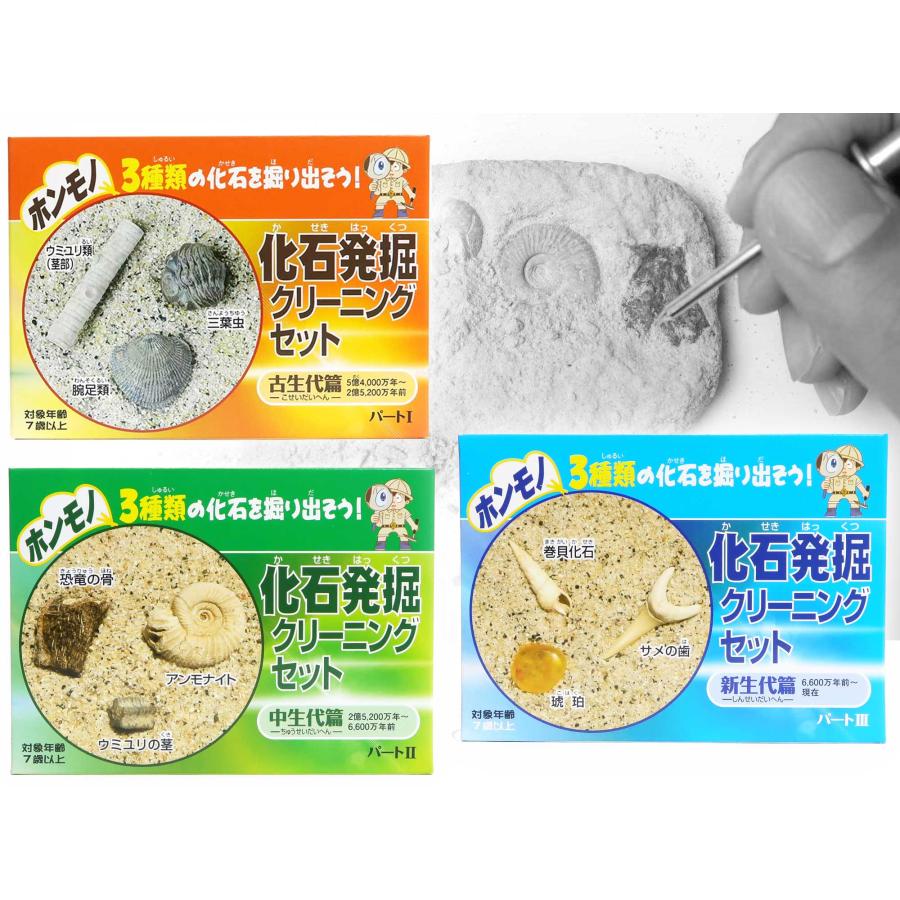 古生物/化石セット 古生物/化石セット - メルカリ