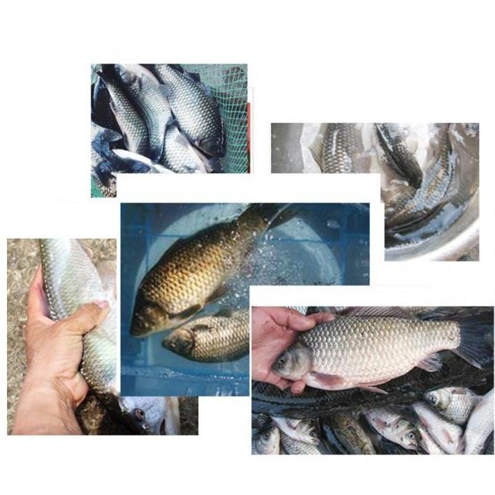 魚捕り網 8角16手網 16孔 網カゴ 仕掛け網 魚網 漁具 魚取網 八角網 網 八ツ手 軽量 コンパクト収納 折り畳み式 92cm エビ カニ 小魚 大漁捕穫 大型 Ad 0807 001 Mono Life 通販 Yahoo ショッピング