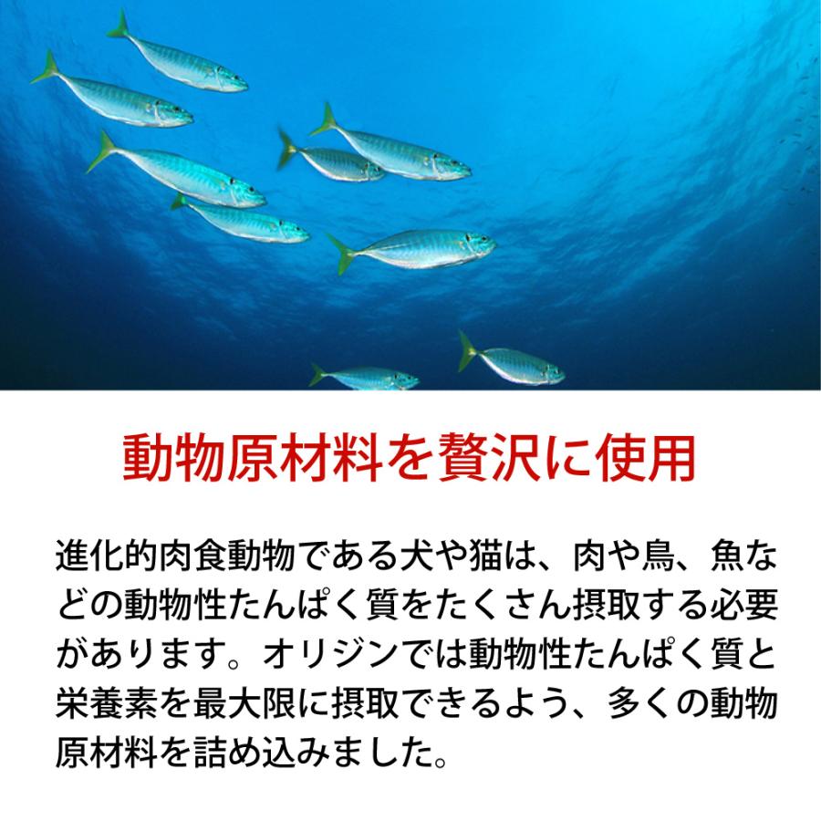 キャットフード ペットフード 無添加 オリジン 5.4kg 5.4キロ 正規品 猫用 猫 体重管理 肥満 高蛋白質 ビタミン ミネラル 酵素 必須アミノ酸 爆買 | ORIJEN（ペット用品） | 04
