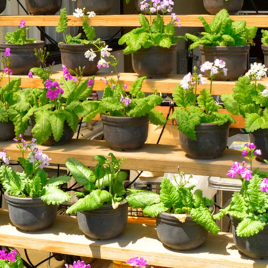 タカギ（takagi） 水やりスターターキット タイマー付鉢植え用 GKK105