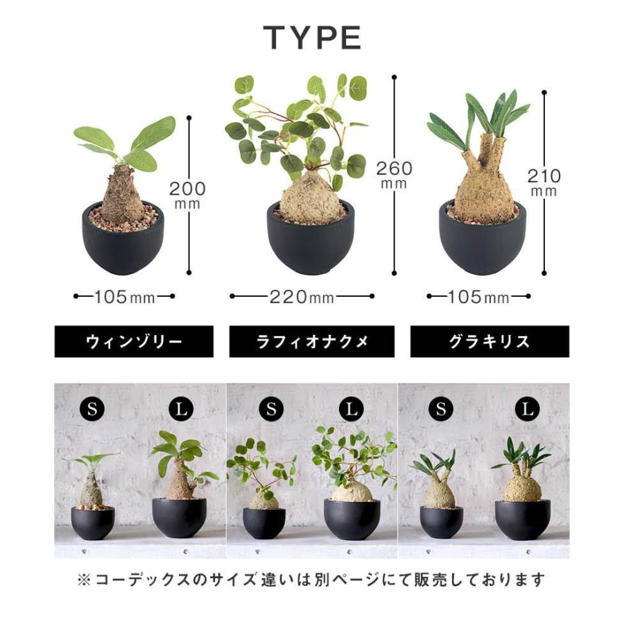 CT触媒 コーデックスS 塊根植物 多肉植物 おしゃれ フェイク CT触媒 コーデックスS 塊根植物 多肉植物 おしゃれ フェイク