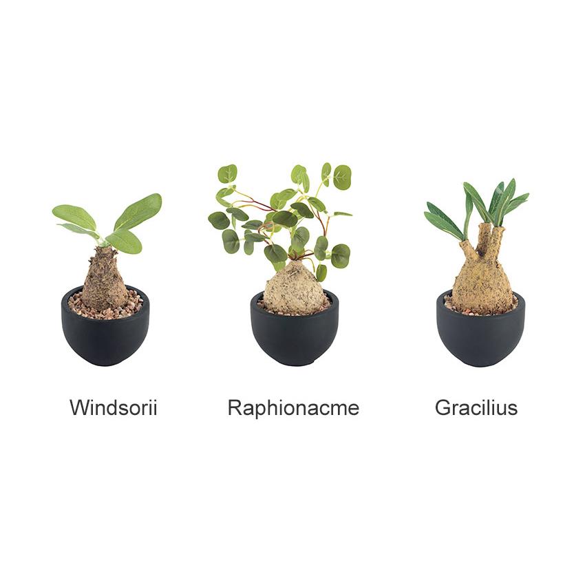 CT触媒 コーデックスS 塊根植物 多肉植物 おしゃれ フェイク CT触媒 コーデックスS 塊根植物 多肉植物 おしゃれ フェイク