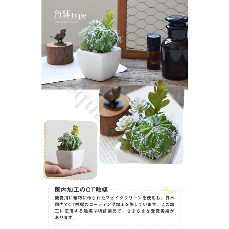 キシマ CT触媒 多肉植物 サキュレントリフレリウム ミニサイズ キシマ CT触媒 多肉植物 サキュレントリフレリウム ミニサイズ