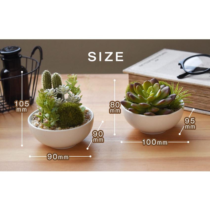 キシマ（KISHIMA） CT触媒 多肉植物 サキュレントリフレリウム 寄植え