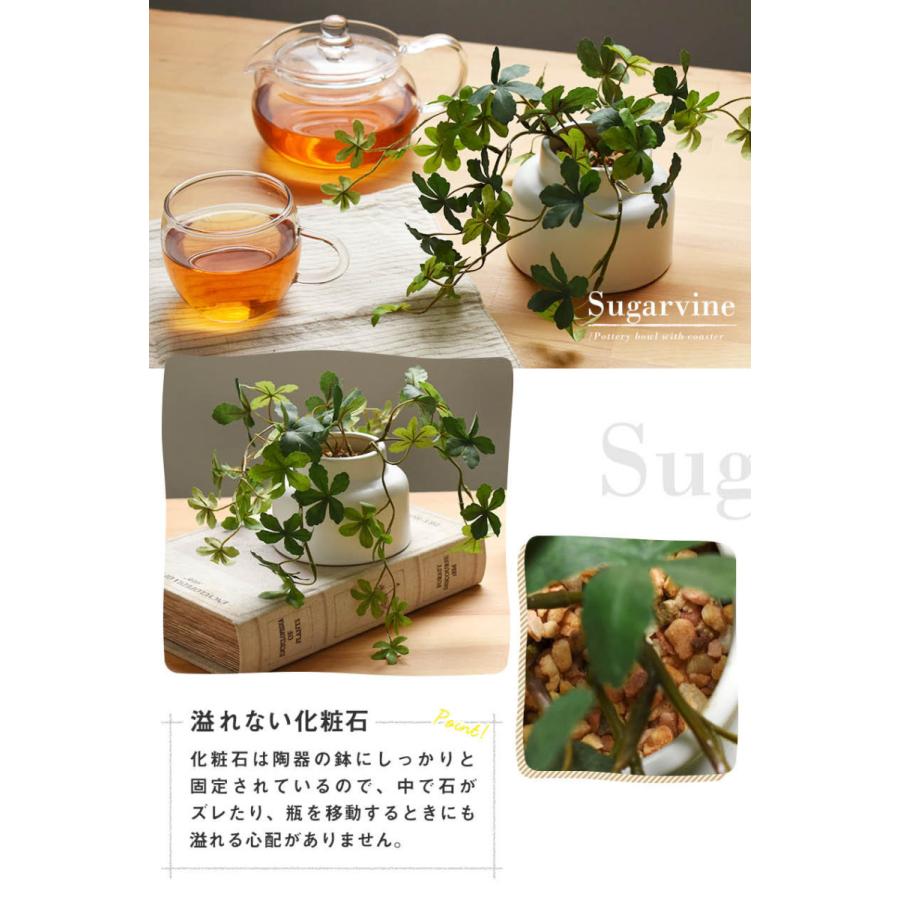 キシマ（KISHIMA） CT触媒 フェイクグリーン 陶器鉢(M) コルク