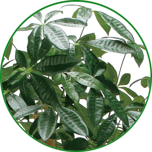 フェイクグリーン 人工観葉植物 大型 光触媒加工 インテリア　ウッドボックスパキラ1.6m_2