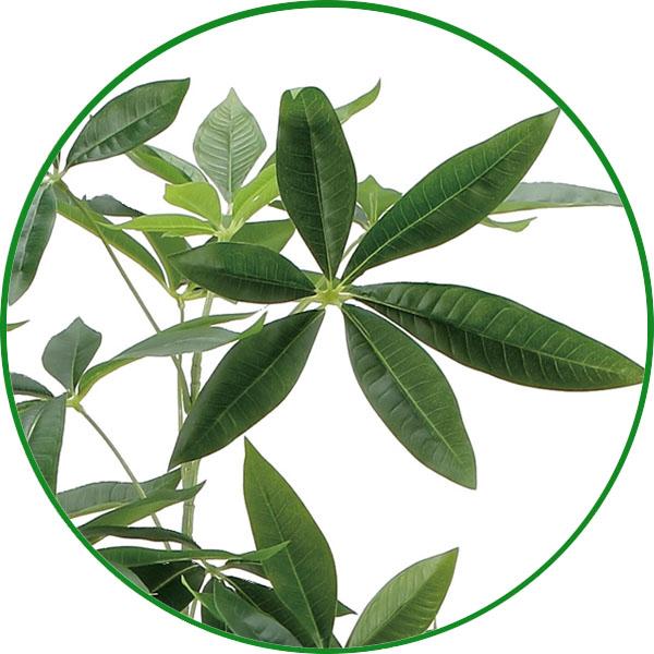 人工観葉植物 大型 フェイクグリーン 光触媒 観葉植物　フレッシュパキラ 1.6m インテリア リアル おしゃれ 開店・開院・開業 お祝いにも_1