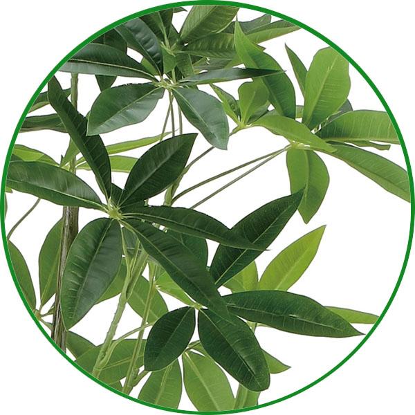 人工観葉植物 大型 フェイクグリーン 光触媒 観葉植物　フレッシュパキラ 1.6m インテリア リアル おしゃれ 開店・開院・開業 お祝いにも_3