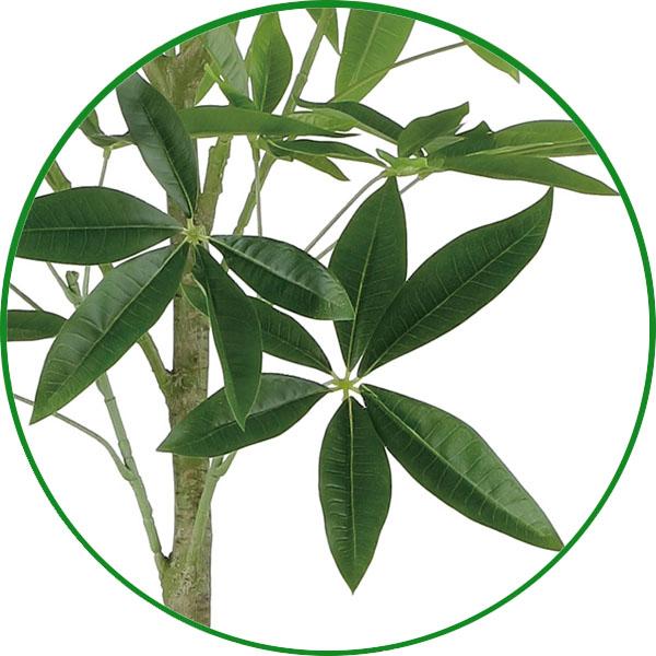 人工観葉植物 大型 フェイクグリーン 光触媒 観葉植物　フレッシュパキラ 1.6m インテリア リアル おしゃれ 開店・開院・開業 お祝いにも_4