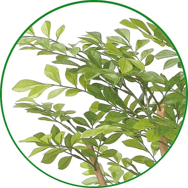 光触媒　人工観葉植物　フェイクグリーン　ナチュラルライトトネリコ1.1 人工観葉植物 フェイクグリーン 光触媒 観葉植物 インテリア