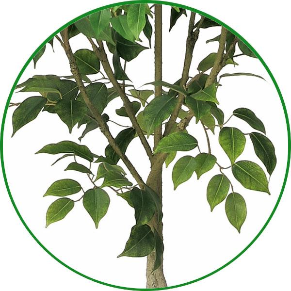 人工観葉植物 大型 フェイクグリーン 光触媒 観葉植物 インテリア フィカスツリー1.35m リアル おしゃれ 開店・開院・開業 お祝いにもの画像