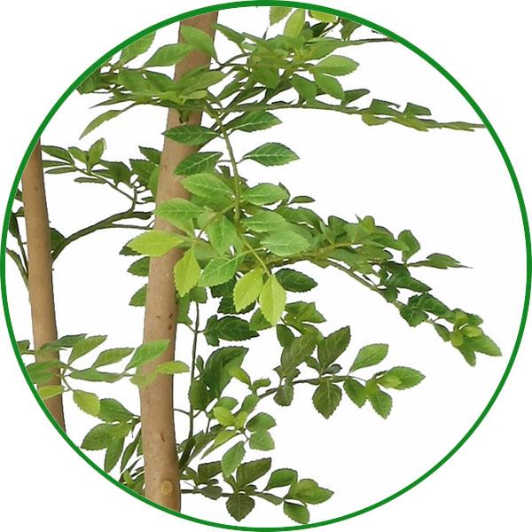 人工観葉植物 大型 フェイクグリーン 光触媒 観葉植物 ナチュラル