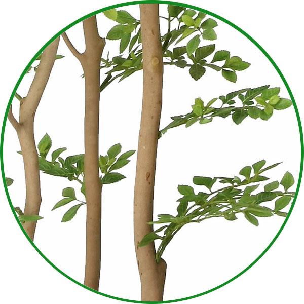 観葉植物 光触媒 人工観葉植物 ウォールグリーン ゴールデンリーフ1.25m