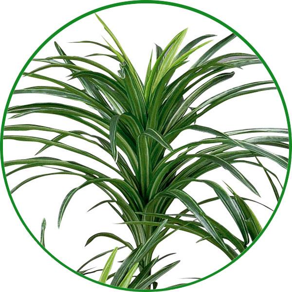 フェイクグリーン 人工観葉植物 大型 インテリア 光触媒 観葉植物 光の楽園　ユッカ 1.6m_1