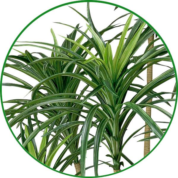フェイクグリーン 人工観葉植物 大型 インテリア 光触媒 観葉植物 光の楽園　ユッカ 1.6m_2