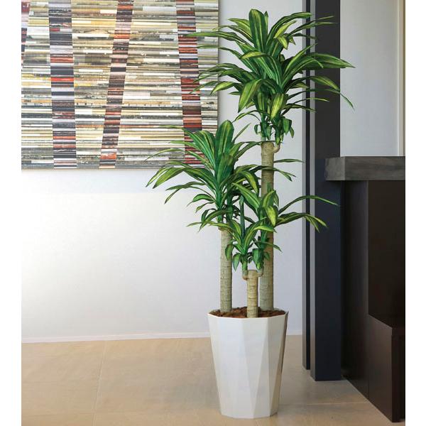 福袋セール】 光触媒人工観葉植物 幸福の木1.6m sonhaflex.pt