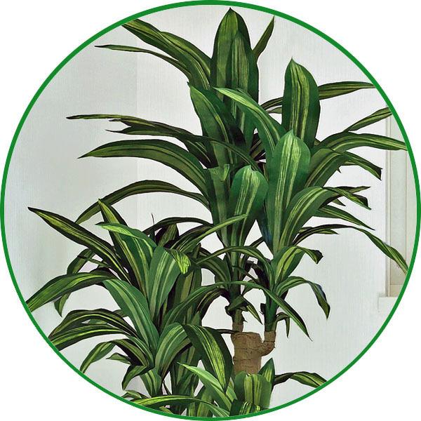 人工観葉植物 大型 フェイクグリーン 光触媒 観葉植物 幸福の木 人工観葉植物 大型 フェイクグリーン 光触媒 観葉植物 幸福の木