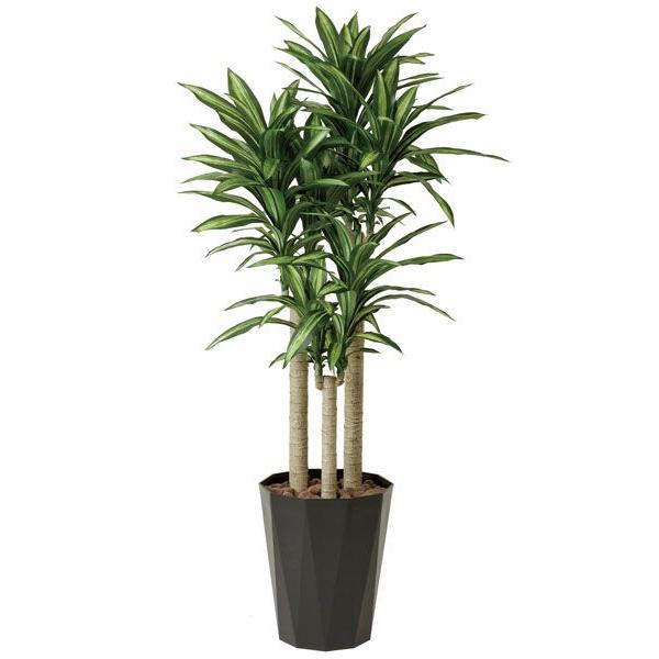 超大型！ ドラセナ ドラコ Dracaena draco 【直接引き渡し】 ヤシ