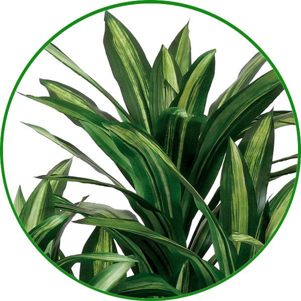 人工観葉植物 大型 フェイクグリーン 光触媒 観葉植物 幸福の木 1.8m 
