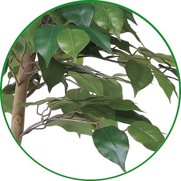 光触媒 観葉植物 フェイクグリーン 人工観葉植物 大型　ベンジャミンダブルフェイス 1.8m 植栽付 インテリア 開店・開院・開業 お祝いにも_2