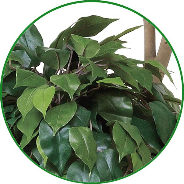 光触媒 観葉植物 フェイクグリーン 人工観葉植物 大型　ベンジャミンダブルフェイス 1.8m 植栽付 インテリア 開店・開院・開業 お祝いにも_3