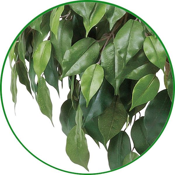 光触媒 観葉植物 フェイクグリーン 人工観葉植物 大型　ベンジャミンダブルフェイス 1.8m 植栽付 インテリア 開店・開院・開業 お祝いにも_4