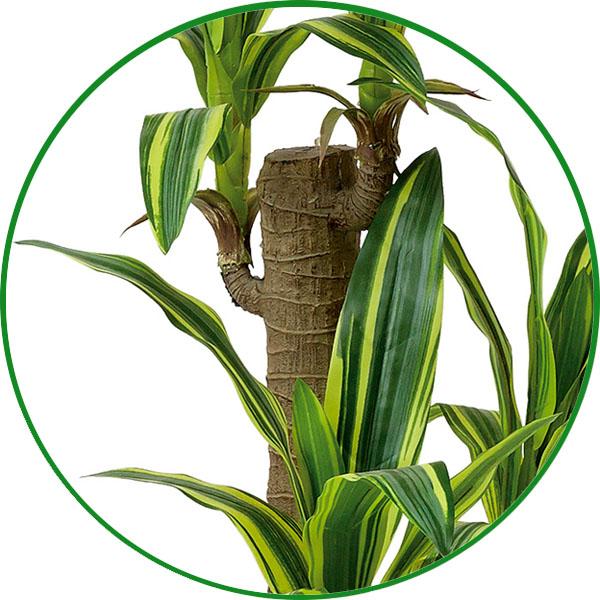 光触媒 人工観葉植物 フェイクグリーン フレッシュドラセナ 高さ 1.25m