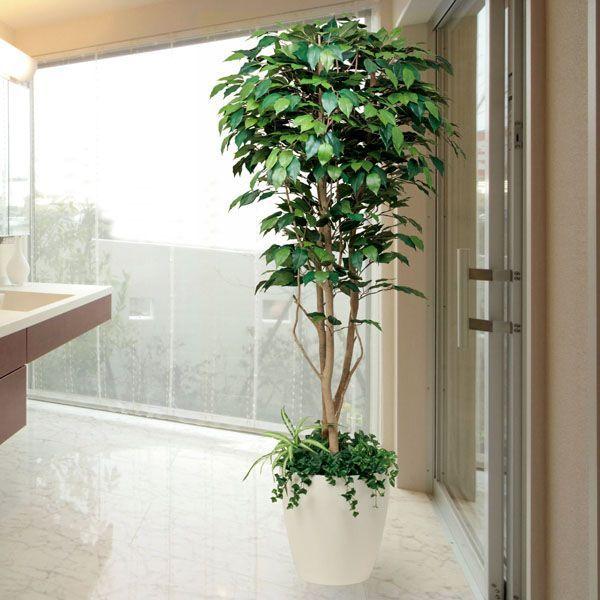 インテリアグリーン（光触媒人工観葉植物）フィカスベンジャミン1.8m植栽付