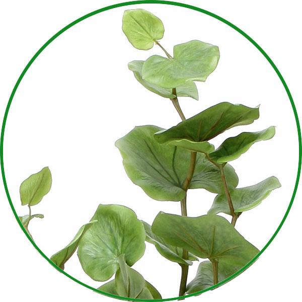 光触媒　人工観葉植物　ウォールグリーン　フェイクグリーン　シーグレープ1.6ｍ@ 光触媒 人工観葉植物 ウォールグリーン フェイクグリーン シーグレープ