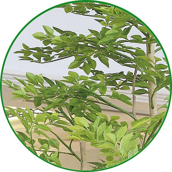 特別訳あり特価】光触媒人工観葉植物、アーバンゴールデンリーフ1.8m