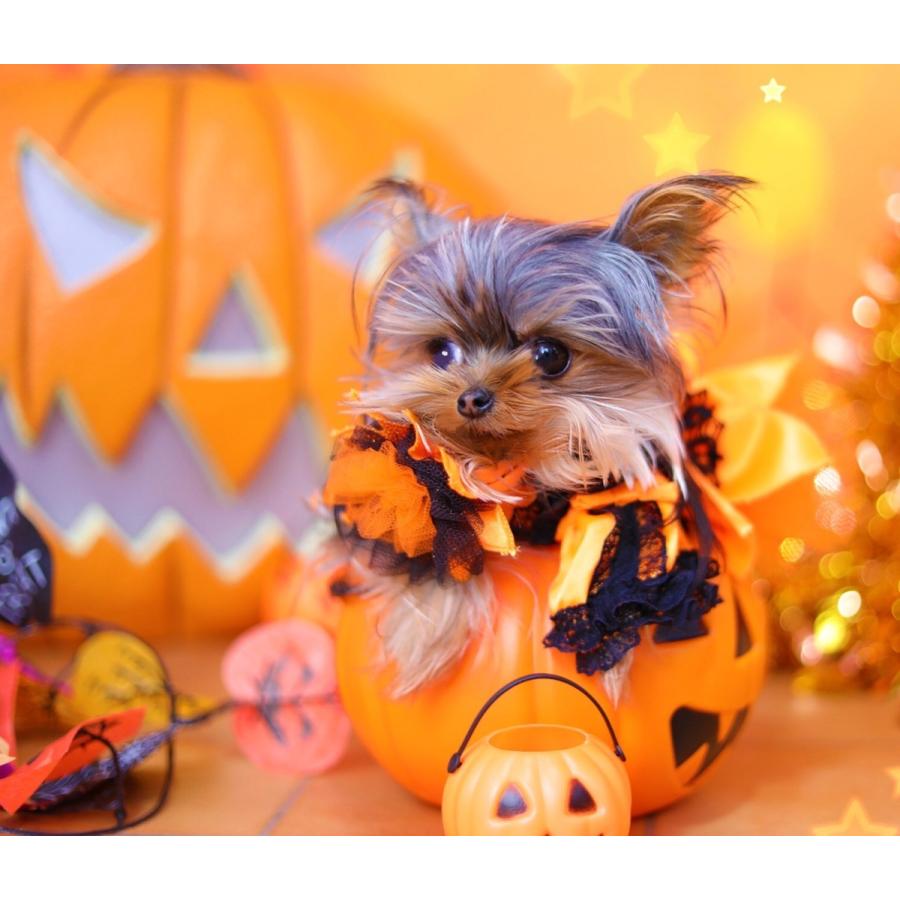 オレンジ/黒 カラードレス hallweendress1犬服オーダーメイドムーンドッグ 通販 Yahoo!ショッピング