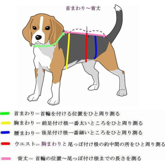 犬　羽織袴　　龍/紫金襴　_4