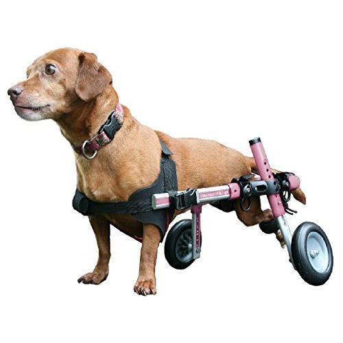 希少小型犬用の車椅子ミニチュア・ダックスフンド、トイプードル