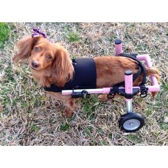 希少小型犬用の車椅子ミニチュア・ダックスフンド、トイプードル