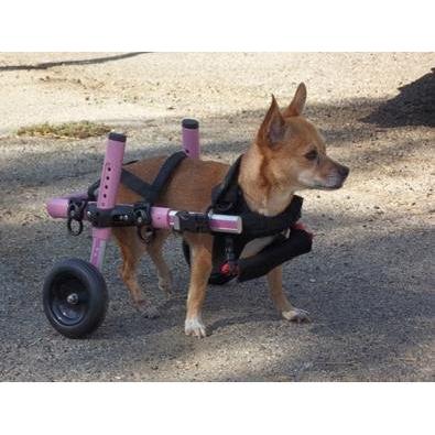希少小型犬用の車椅子ミニチュア・ダックスフンド、トイプードル