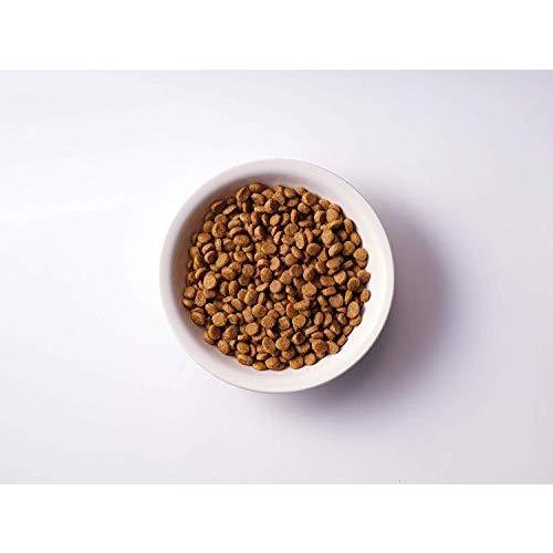 ソルビダ グレインフリー ターキー 室内飼育全年齢対応 5.8kg 