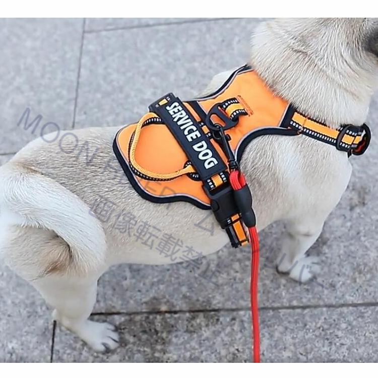 ハーネス 犬 おしゃれ おすすめ 名前入り 胴輪 小型犬 中型犬 大型犬