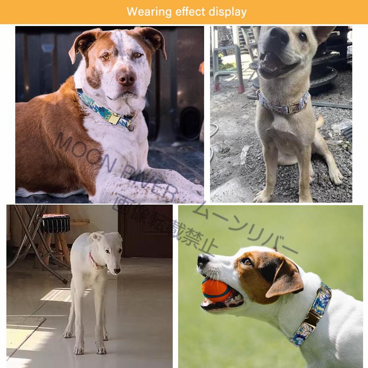 犬用首輪 リードセット ネームプレート 犬 名入れ 名前入り 犬用 首輪