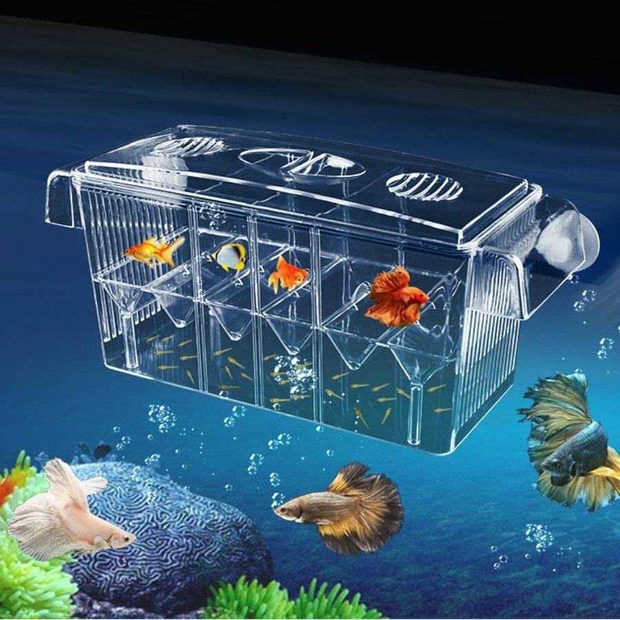 ベタ 飼育 水槽 初心者 セット 熱帯魚 おしゃれ 孵化 魚 cxm Moonstoreヤフー店 通販 Yahoo ショッピング