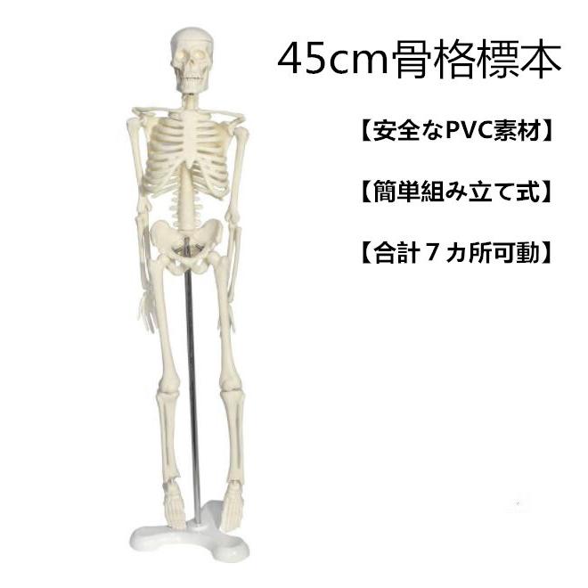 3000円 超激安特価 人体骨格模型 台座付き 骨格標本 稼動 医学 教材 45cm 1 4 モデル