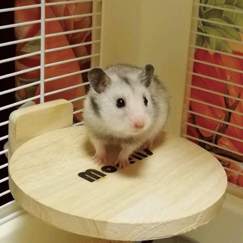 小動物用品　ステージ　ケージ　アクセサリー　木製品　リス　ハムスター　モモンガ　モルモット　かじれる丸いステージM　　 |  | 01
