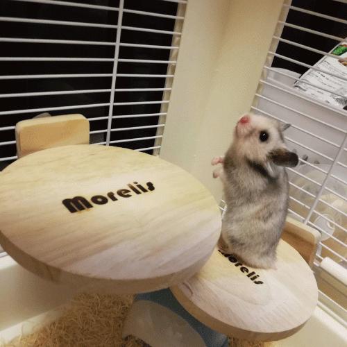 小動物用品　ステージ　ケージ　アクセサリー　木製品　リス　ハムスター　モモンガ　モルモット　かじれる丸いステージM　　 |  | 02