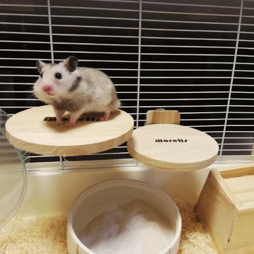 小動物用品　ステージ　ケージ　アクセサリー　木製品　リス　ハムスター　モモンガ　モルモット　かじれる丸いステージM　　 |  | 03
