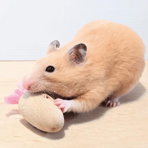 かりかりキャロットS　３袋セット　お得パック　 |  | 03