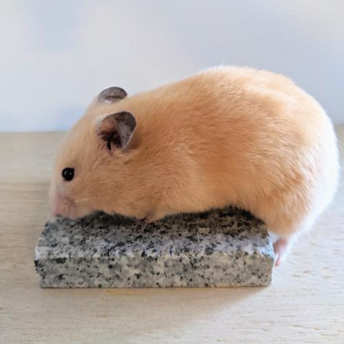 小動物用品　ケージアクセサリー 敷材　床材　清涼マット　ひんやりマット　ハムスター　ドワーフ　リス　大理石マットM |  | 02