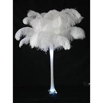 Special 7 Day Sale-Ostrich Wholesale Bulk 17/20