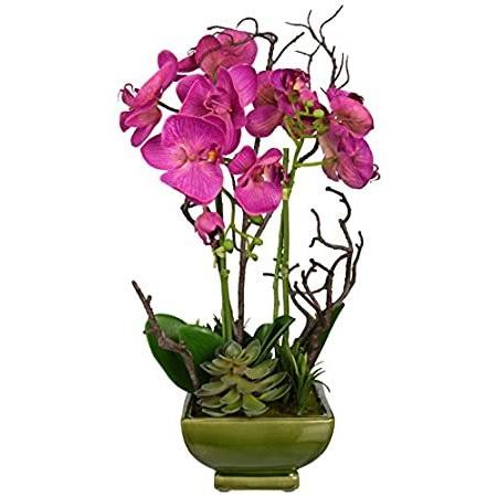 ほぼ自然4990 Orchid and Succulent Arrangement＿並行輸入品